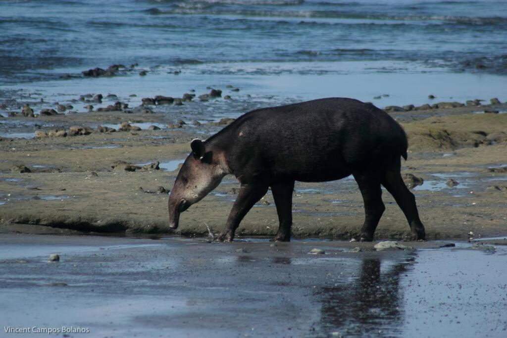 דירות Drakes Bay Tapiru'S House - Bahia Drake מראה חיצוני תמונה